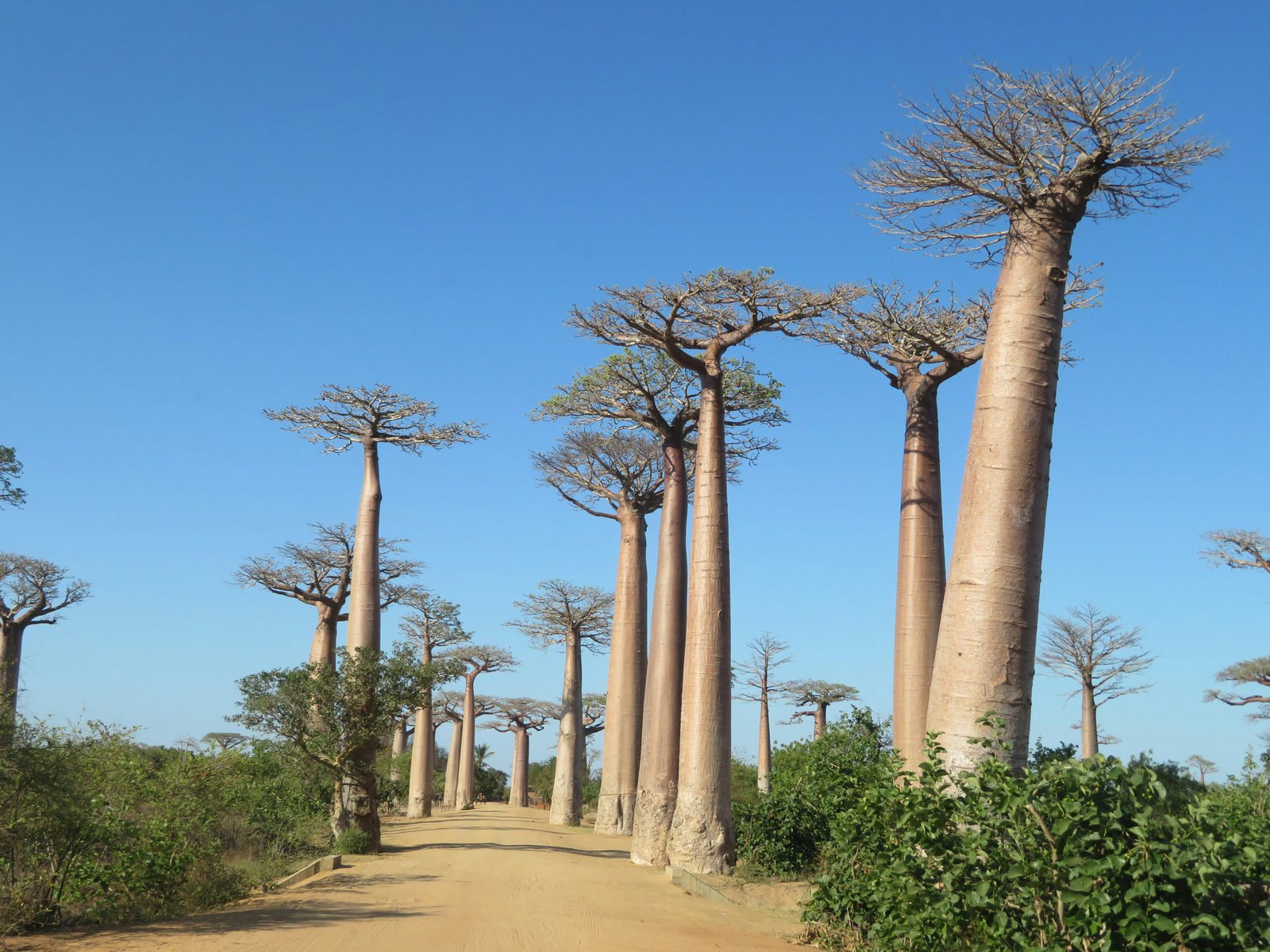 Baobabs de Madagascar