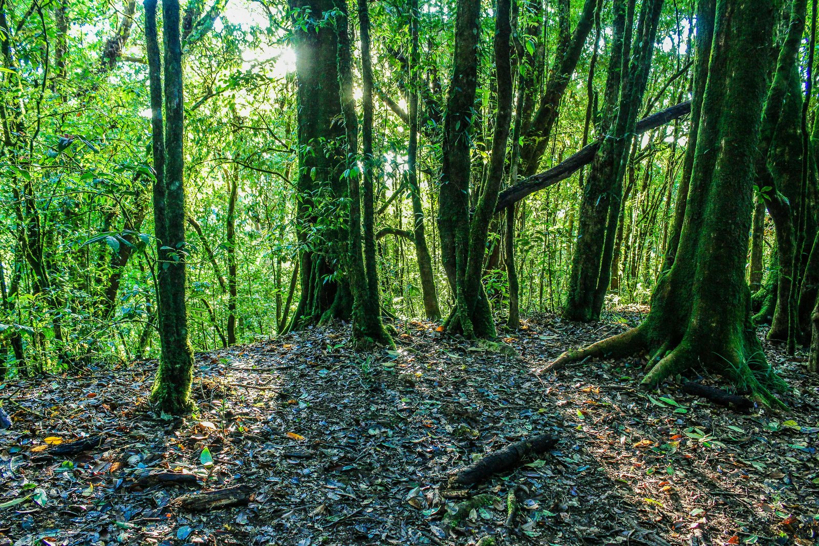 Forêt tropicale malgache