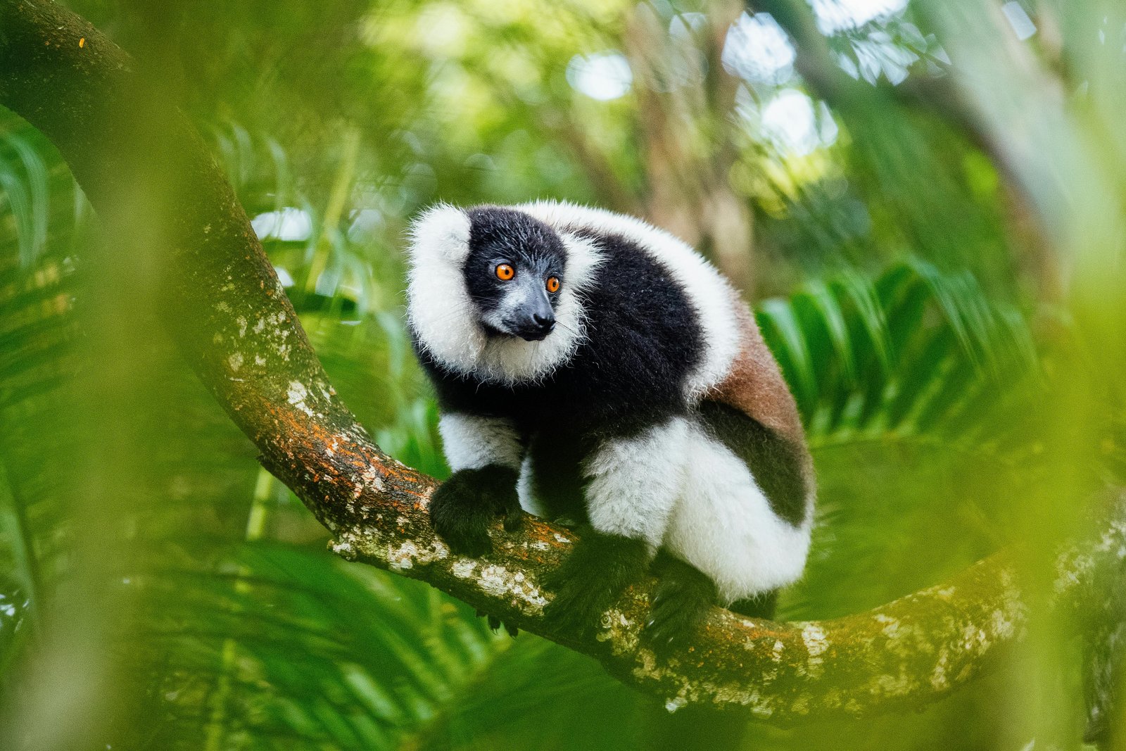 Biodiversité Madagascar